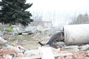 Vlkos_197