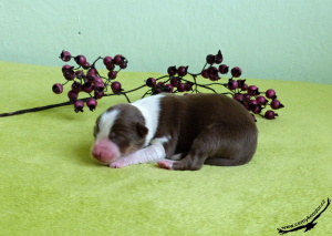 14-03-29 Babiel III