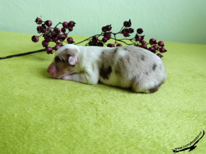 14-03-29 Bibiana III