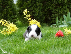 14-04-12 Behemiel II