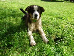 15.7.2014 Behemmiel