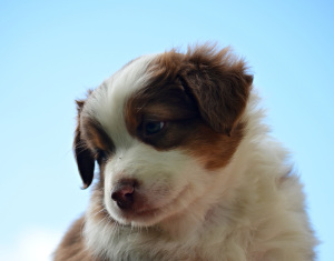 8.5.2014 Beatrix II