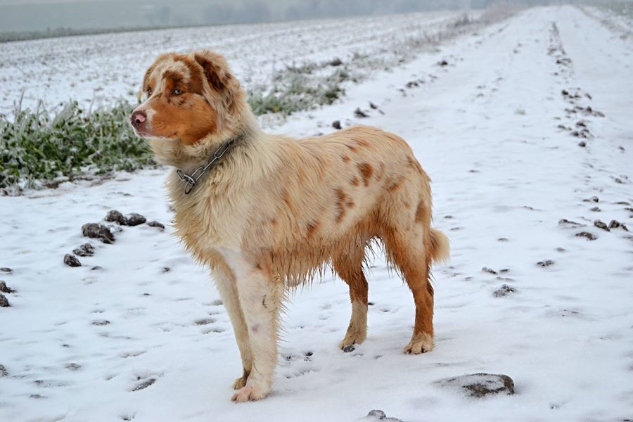 3.12.2014 První sníh