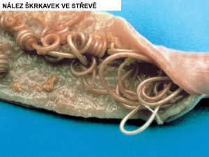 škrkavka