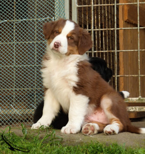 27-5-2014-barney