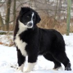 sirius-black-sv-9-1-2017