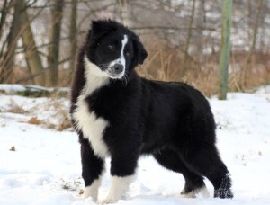 Sirius Black SV 9.1.2017